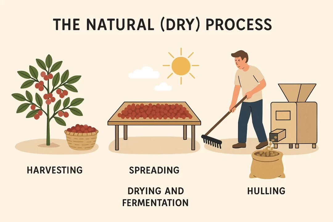 The Natural Dry Coffee Process